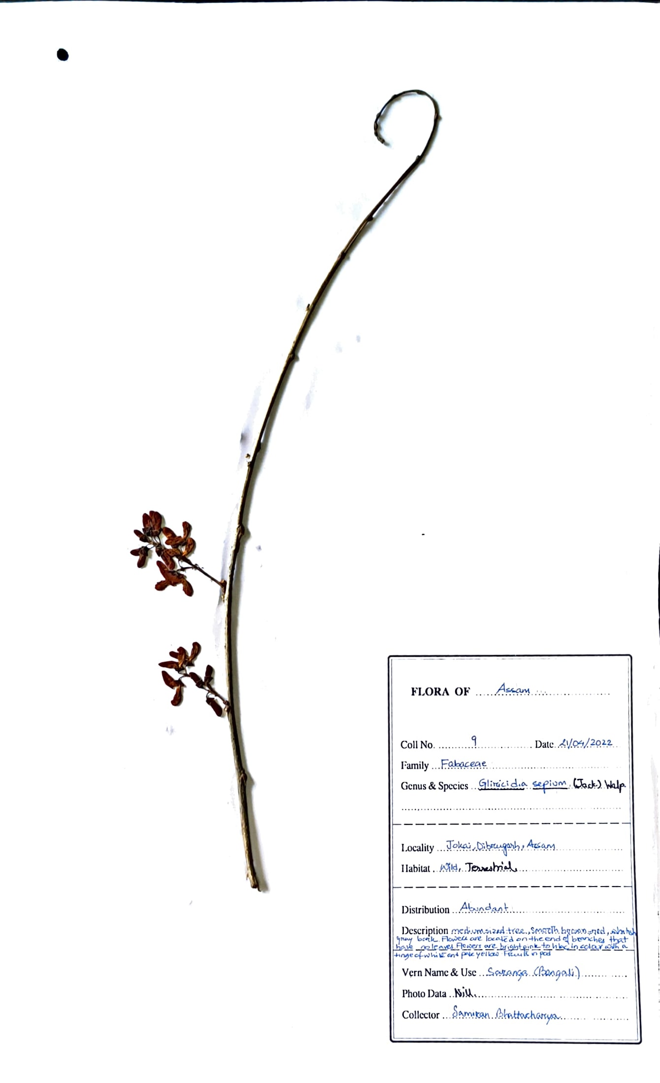 Saranga (Beng.) (Herbarium)